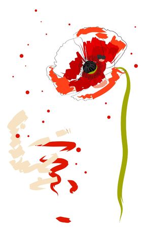 red poppyの写真素材