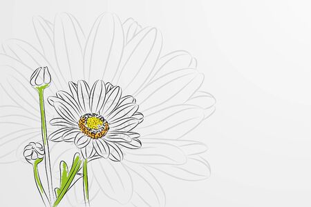 Beautiful Chamomilesのイラスト素材