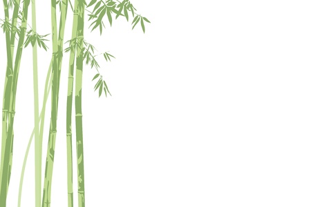 vector illustration beautiful bamboo on white backgroundのイラスト素材
