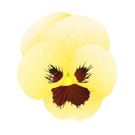 beautiful yellow blossom bright pansy (close up)のイラスト素材