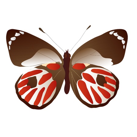 single beautiful bright tropical butterfly on white backgroundのイラスト素材
