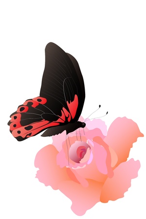 beautiful pink blossom rose on white backgroundのイラスト素材