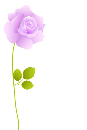 beautiful purple blossom rose on white backgroundのイラスト素材