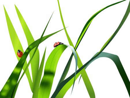 Summer Illustration (green grass and ladybug)のイラスト素材