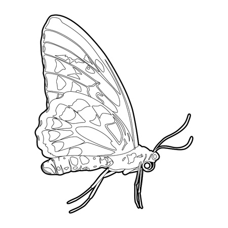 outline detailed butterfly with on white backgroundのイラスト素材