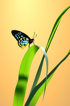full detailed butterfly with on green grassのイラスト素材