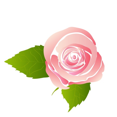beautiful pink blossom rose on white backgroundのイラスト素材