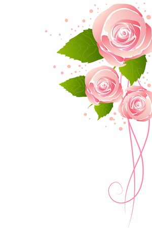 beautiful pink blossom rose on white backgroundのイラスト素材
