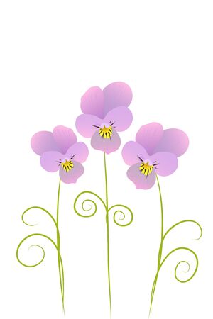 beautiful blossom purple violet on white backgroundのイラスト素材