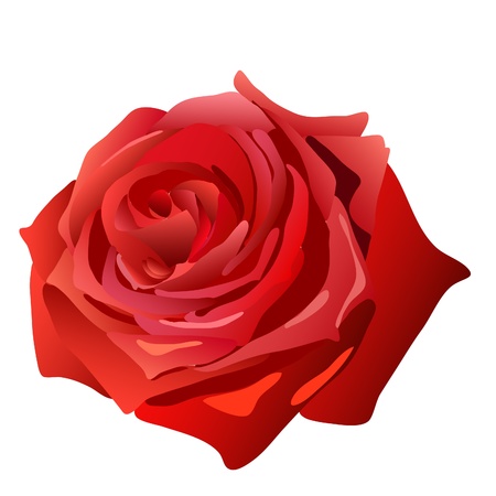 beautiful red blossom rose on white backgroundのイラスト素材