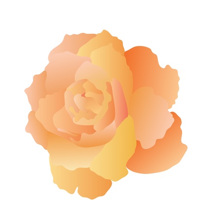 beautiful pink blossom rose on white backgroundのイラスト素材