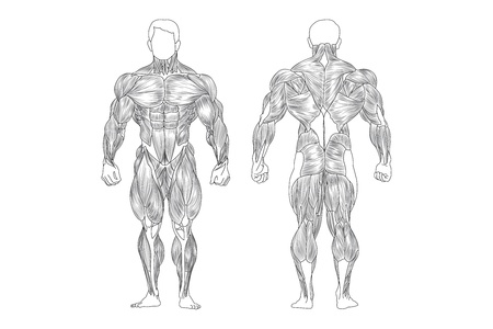 male muscles のイラスト素材