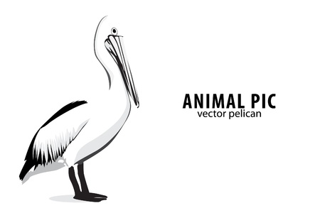 Illustration of a pelican on whiteのイラスト素材