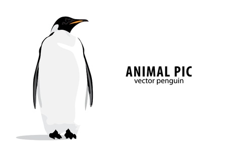 Illustration of a pinguin on white backgroundのイラスト素材