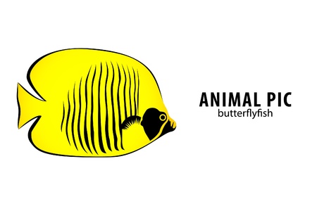 golden butterfly fish on white (illustration)のイラスト素材