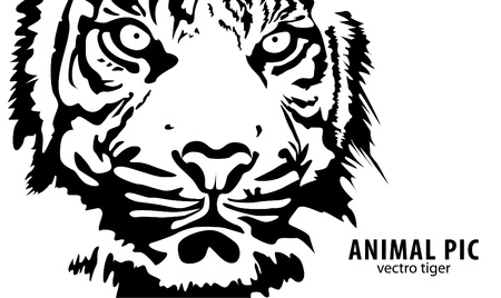 black tiger on white backgroundのイラスト素材