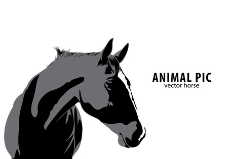 Vector Horseのイラスト素材