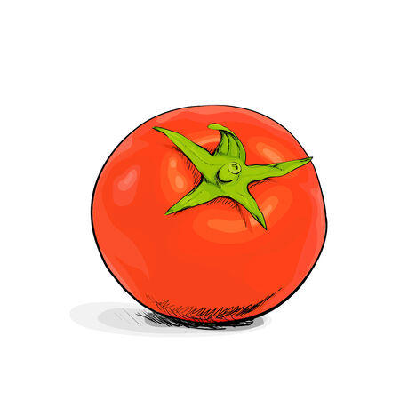 red tomato on white backgoundのイラスト素材