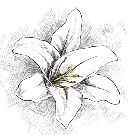 White lily on white backgroundのイラスト素材
