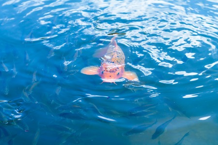 Koi fish in blue waterの写真素材