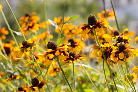 Beautiful flowers in sunny summer dayの写真素材