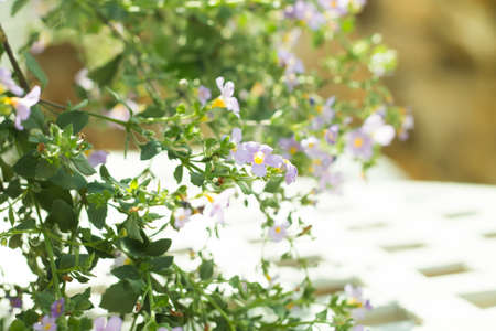 Beautiful flowers in sunny summer day