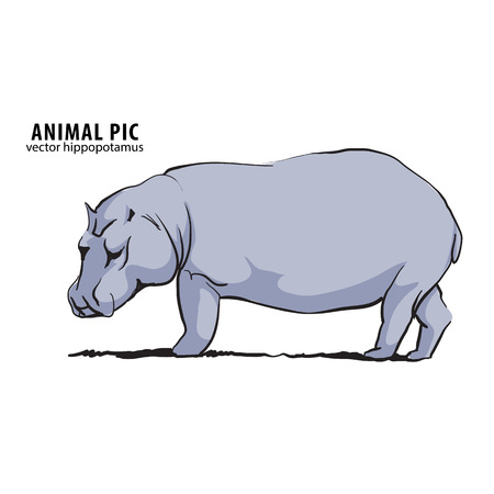Illustration of hippo on whiteのイラスト素材