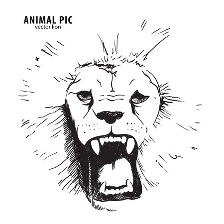 Sketch lion head on whiteのイラスト素材