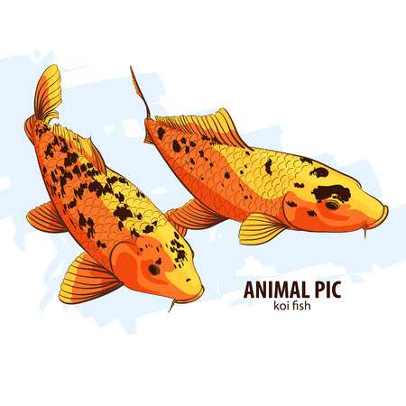 Orange Koi fishes on white backgroundのイラスト素材