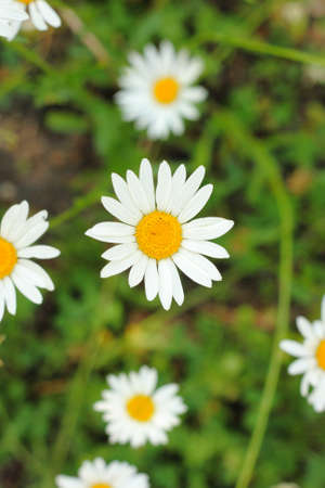 A few chamomiles closeup in a bright fieldの写真素材