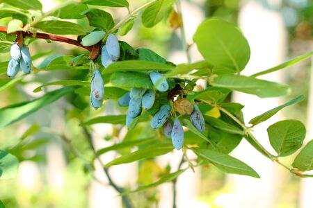 Honeysuckle with blue berries close-upの写真素材