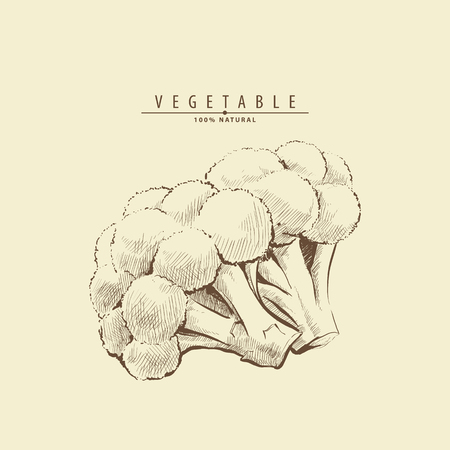 Hand drawn broccoli on light backgroundのイラスト素材