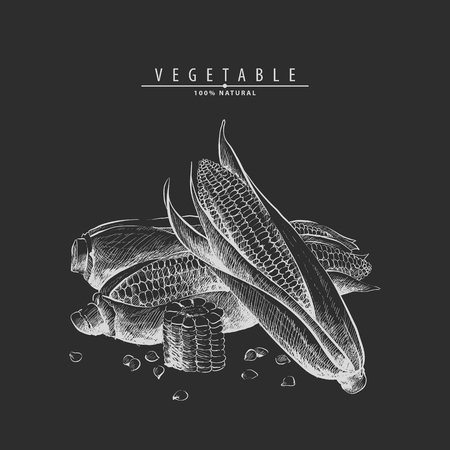 Hand drawn ripe sweet corncobのイラスト素材