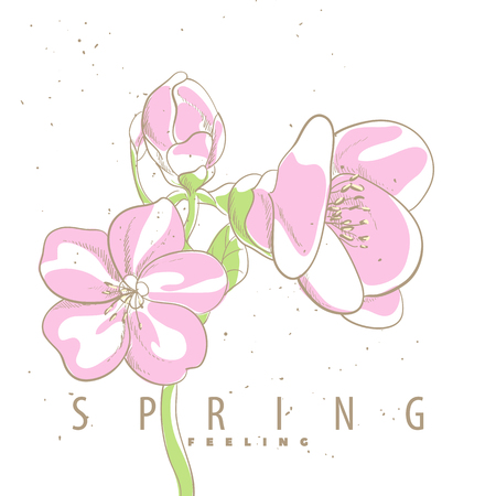 First spring flowers on white background.のイラスト素材