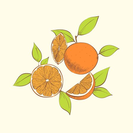 Fresh vector illustration of oranges on light backgroundのイラスト素材