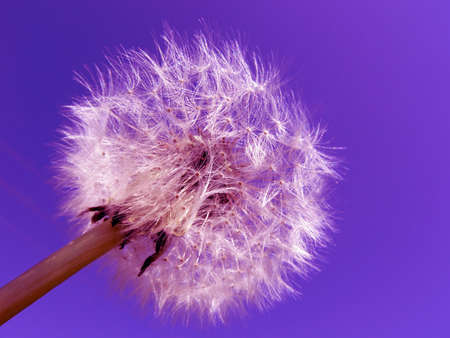 Dandelion fluffy seed ball against clear skyの写真素材