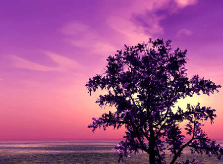 Sunsetの写真素材