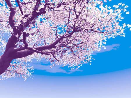 Blossoming cherry-treeの写真素材