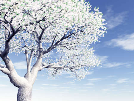 Blossoming cherry-treeの写真素材