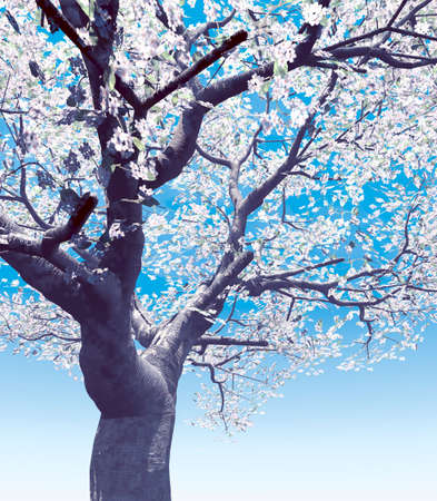 Blossoming cherry-treeの写真素材