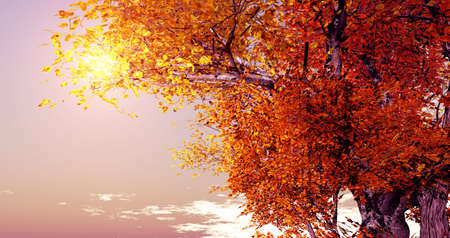 Autumn scenery