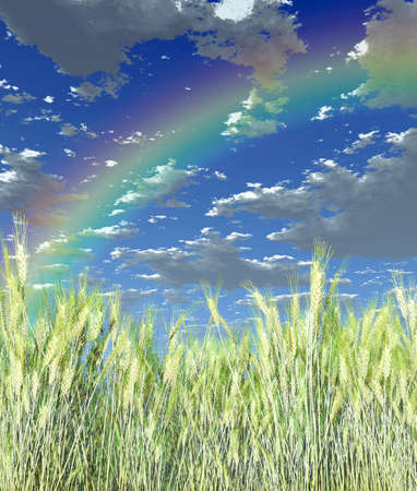 Wheat fieldの写真素材