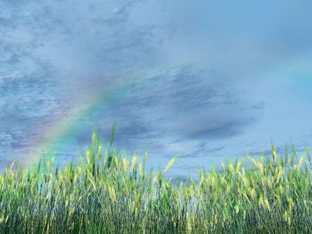 Wheat fieldの写真素材