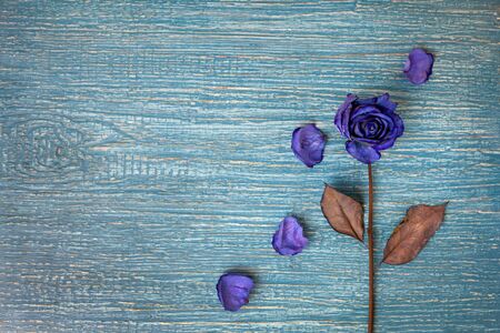 Blue dried rose on empty old wooden backgroundの写真素材