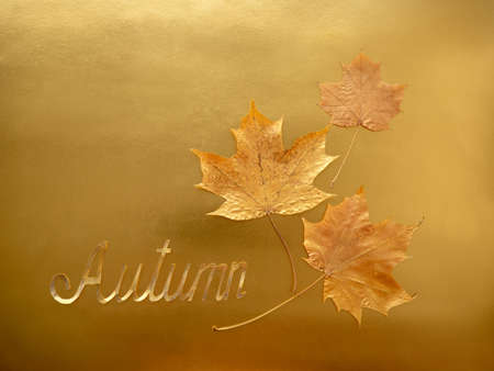Golden Maple leaves on a background of shiny gold paper. The concept of autumn.