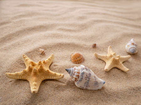 sea stars and shells lie on the sand. The concept of rest, sea, travel. Copy spaceの写真素材