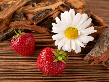 Strawberry berries and chamomile flower on a wooden background with tree barkの写真素材
