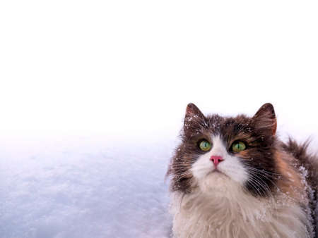 A beautiful fluffy cat sits on the snow and looks up. Space for textの写真素材
