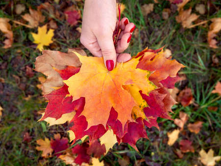 Colorful maple leaves in the girls hand. Autumn moodの写真素材