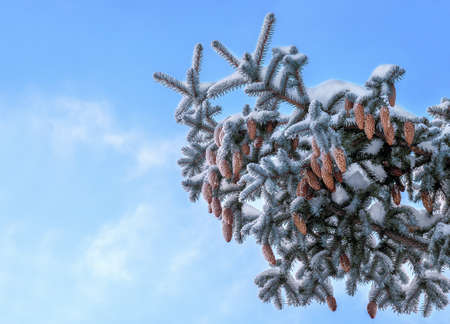 Spruce branch with cones and snow on the sky background
